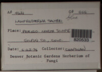 Lamproderma sauteri image